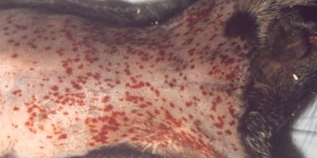 Plague disease symptoms, causes, treatment and prevention guide