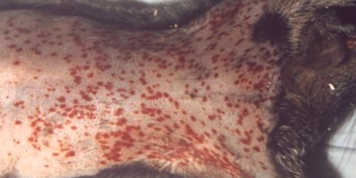 Plague disease symptoms, causes, treatment and prevention guide